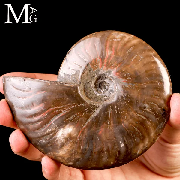 Ammonite fossile Cleoniceras – Rosso Iridescente