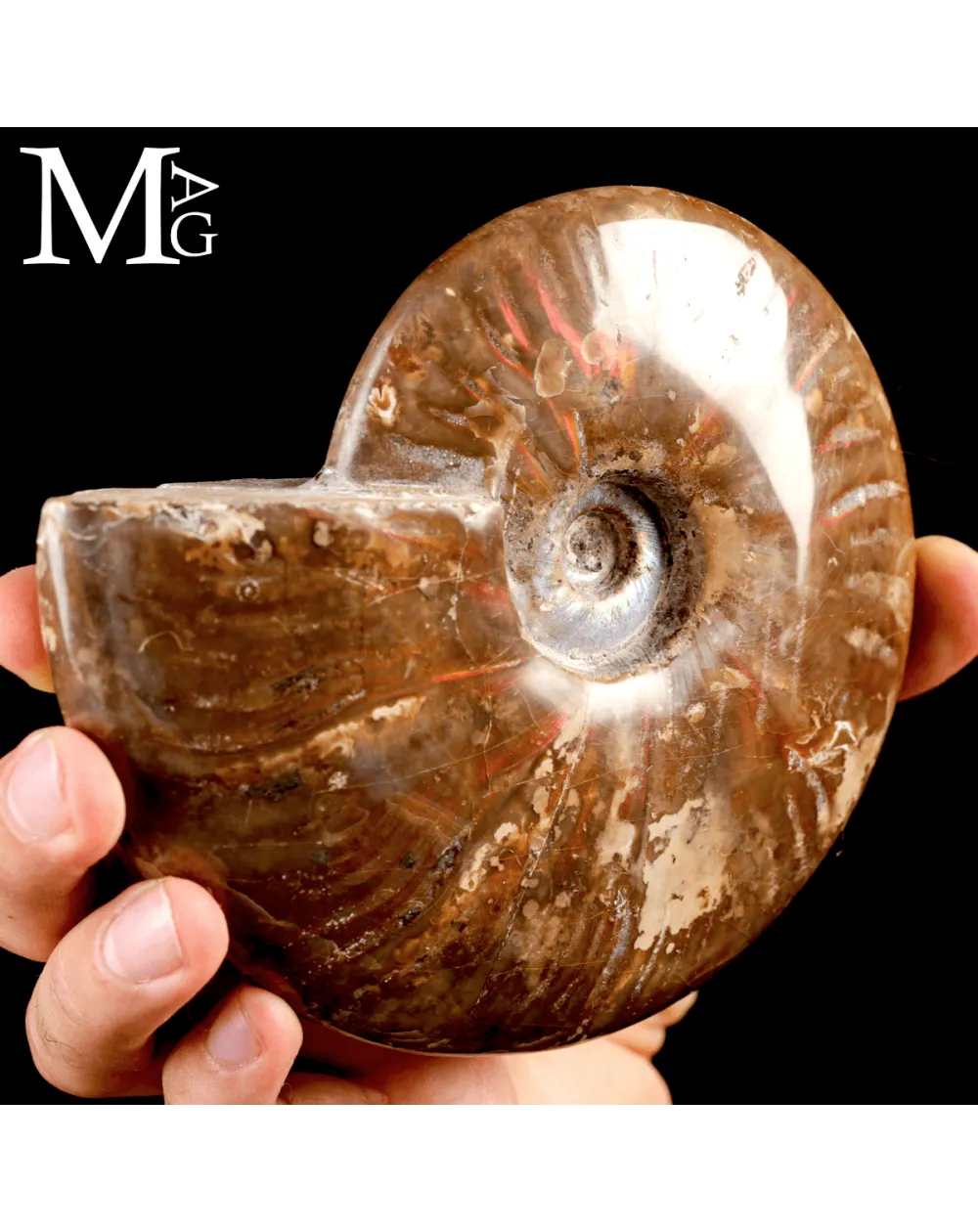 Ammonite Cleoniceras – Iridescenze Rosse