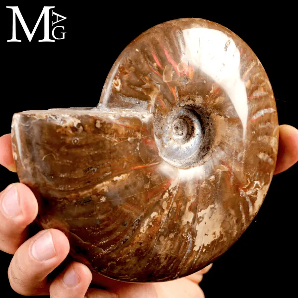 Ammonite Cleoniceras – Iridescenze Rosse