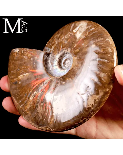 Ammonite Cleoniceras – Iridescenze Rosse