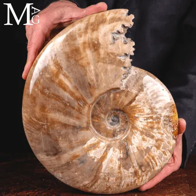 Ammonite Cleoniceras – Madreperlacea Naturale