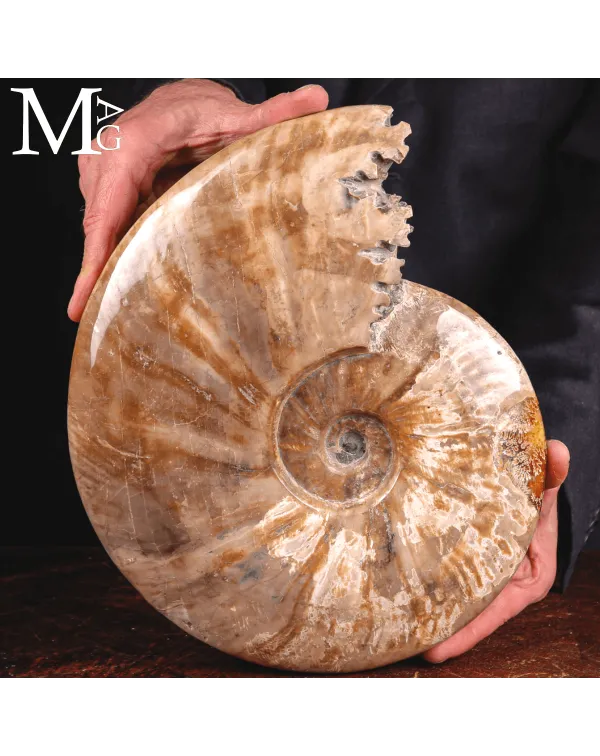 Ammonite Cleoniceras – Madreperlacea Naturale