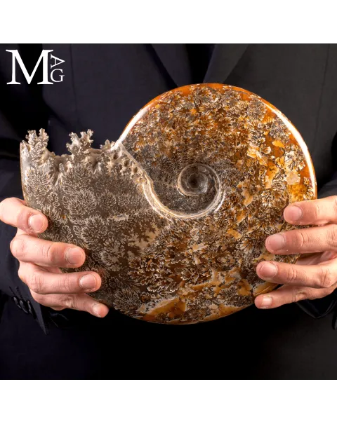 Ammonite Fossile Cleoniceras – Madagascar