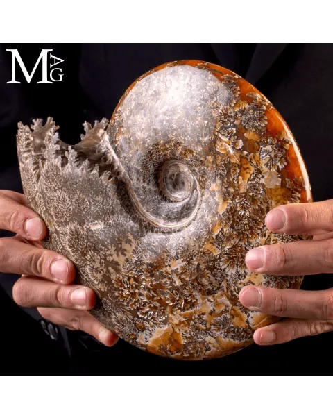 Ammonite Fossile Cleoniceras – Madagascar