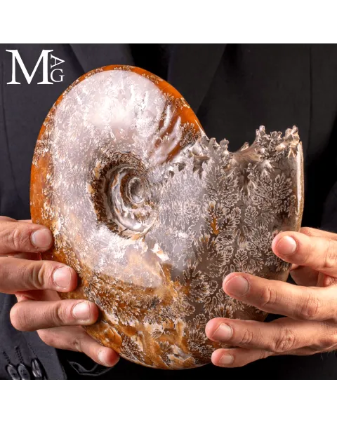 Ammonite Fossile Cleoniceras – Madagascar