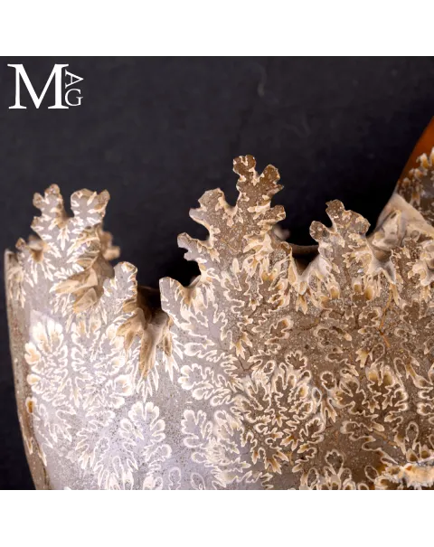 Ammonite Fossile Cleoniceras – Madagascar