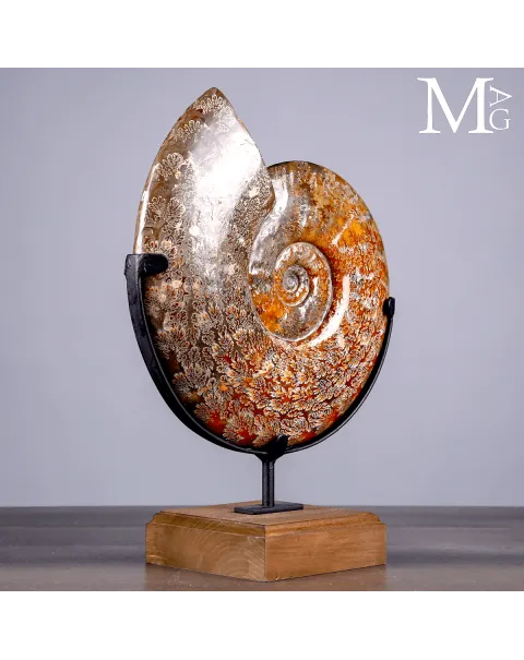 Ammonite Fossile Cleoniceras con Eccezionale Camera Ornamentale.