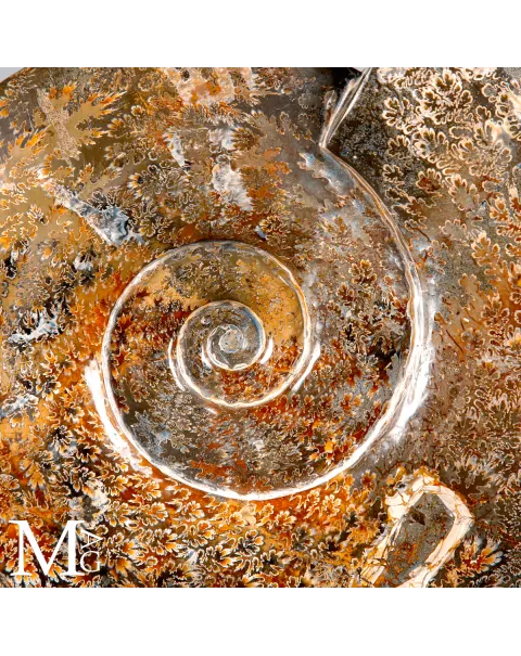 Ammonite Fossile Cleoniceras con Eccezionale Camera Ornamentale.