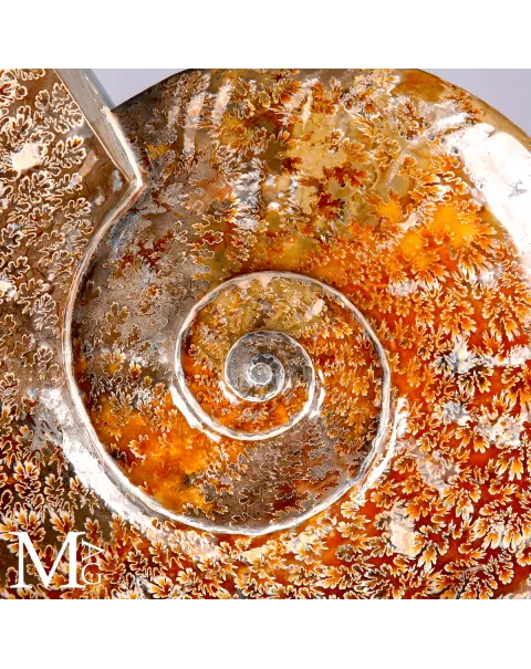 Ammonite Fossile Cleoniceras con Eccezionale Camera Ornamentale.