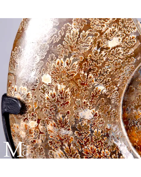 Ammonite Fossile Cleoniceras con Eccezionale Camera Ornamentale.