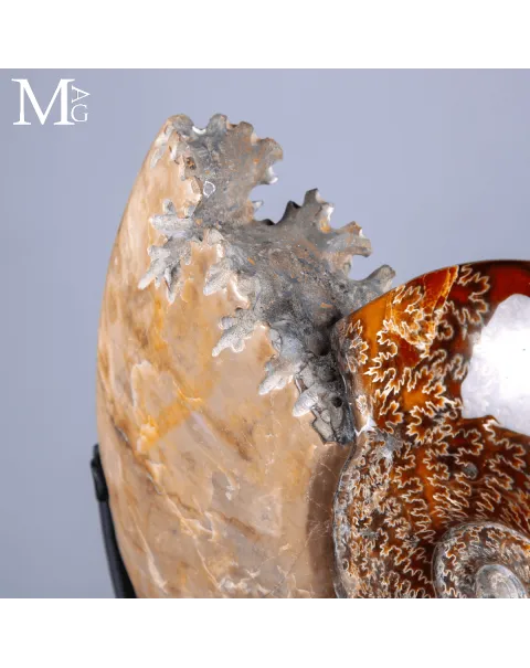 Ammonite Fossile Cleoniceras con Madreperla e Camere Mineralizzate.