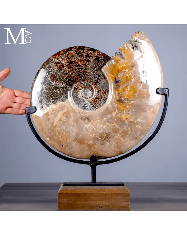 Ammonite Fossile Cleoniceras con Madreperla e Came...