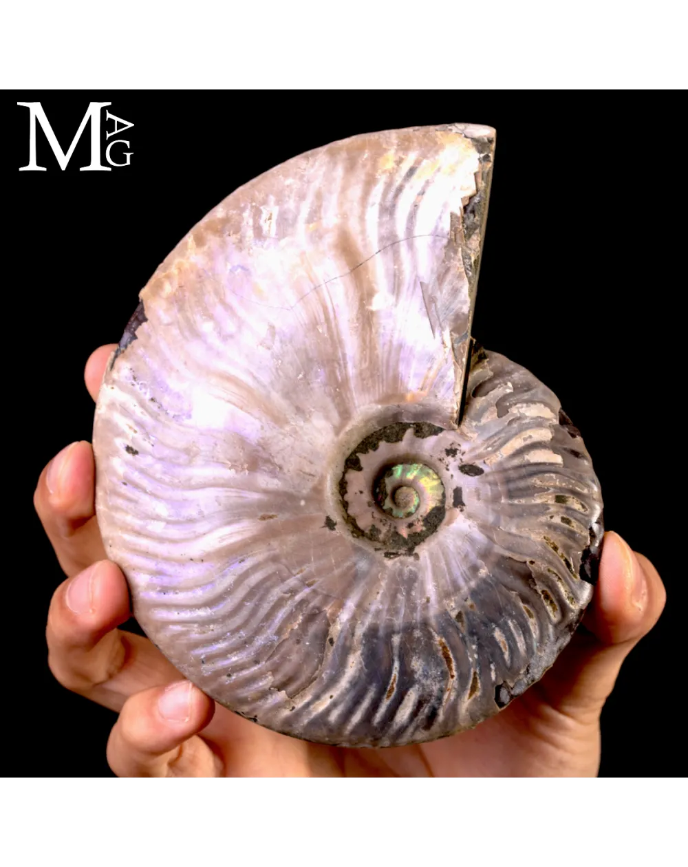 Ammonite fossile Cleoniceras – Madagascar.