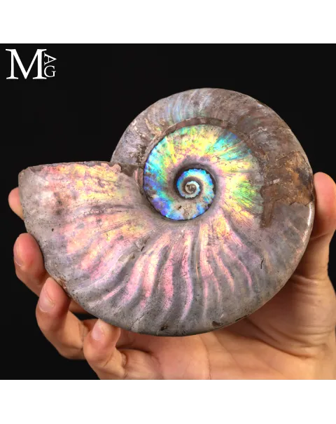 Ammonite Cleoniceras con Iridescenza Arcobaleno – Madagascar.