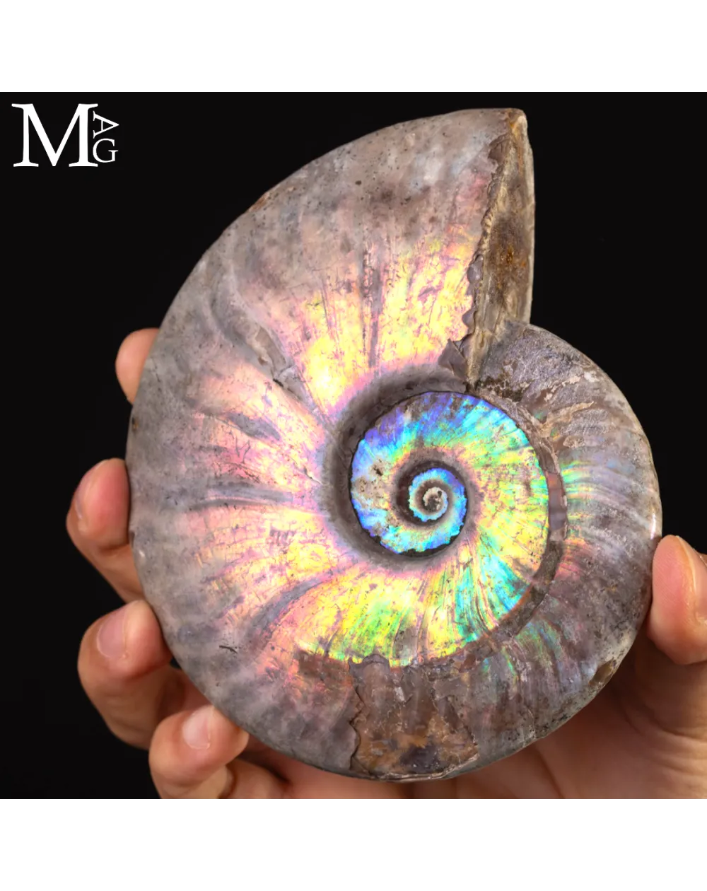 Ammonite Cleoniceras con Iridescenza Arcobaleno – Madagascar.