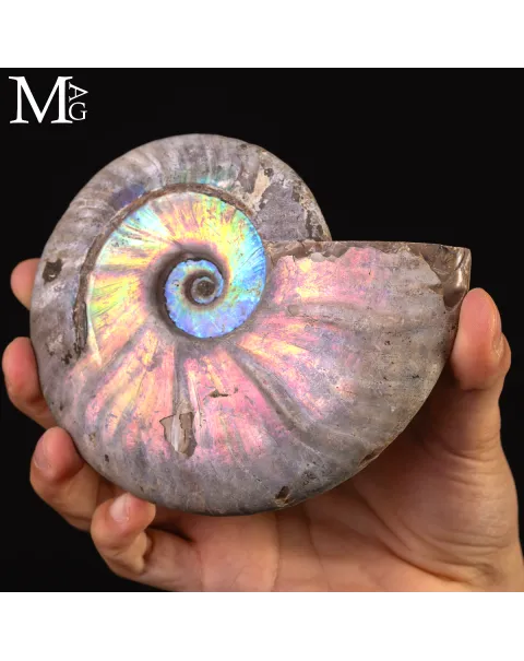 Ammonite Cleoniceras con Iridescenza Arcobaleno – Madagascar.