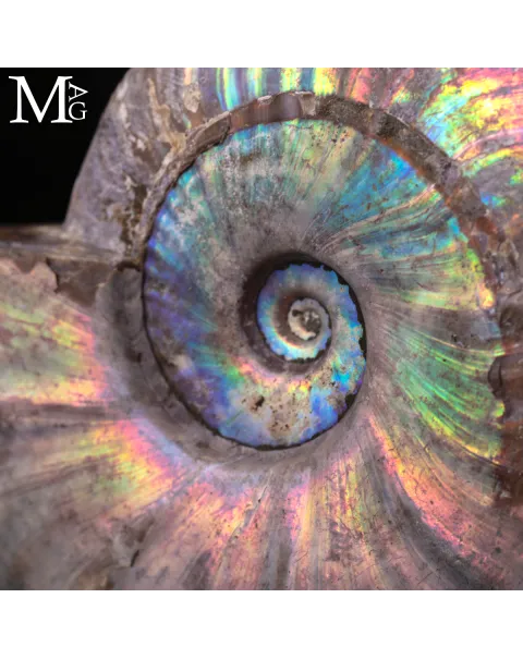 Ammonite Cleoniceras con Iridescenza Arcobaleno – Madagascar.
