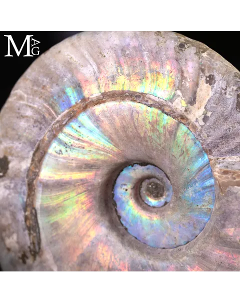 Ammonite Cleoniceras con Iridescenza Arcobaleno – Madagascar.