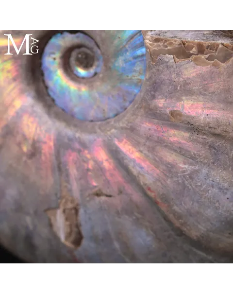 Ammonite Cleoniceras con Iridescenza Arcobaleno – Madagascar.