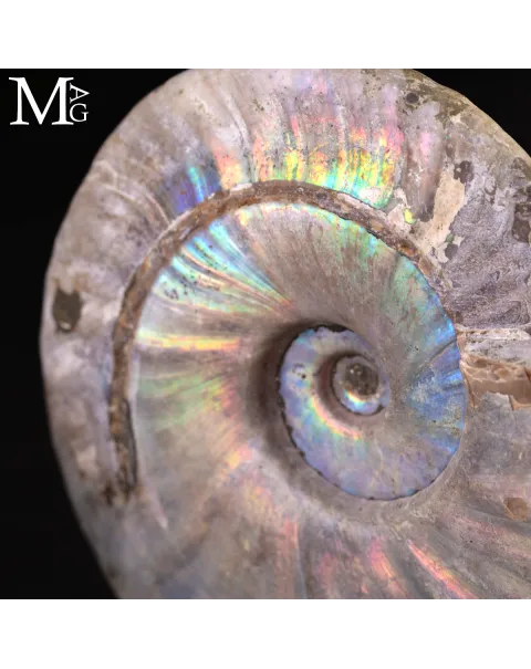 Ammonite Cleoniceras con Iridescenza Arcobaleno – Madagascar.