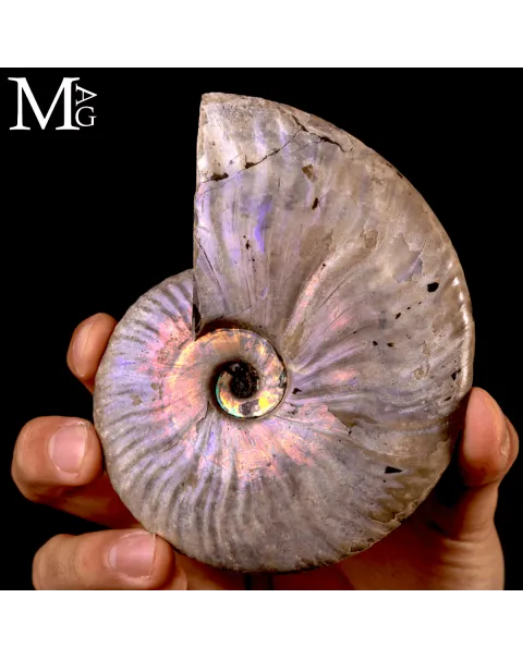 Ammonite Cleoniceras “Rainbow Nacre” –  Madagascar.