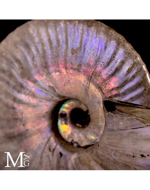 Ammonite Cleoniceras “Rainbow Nacre” –  Madagascar.
