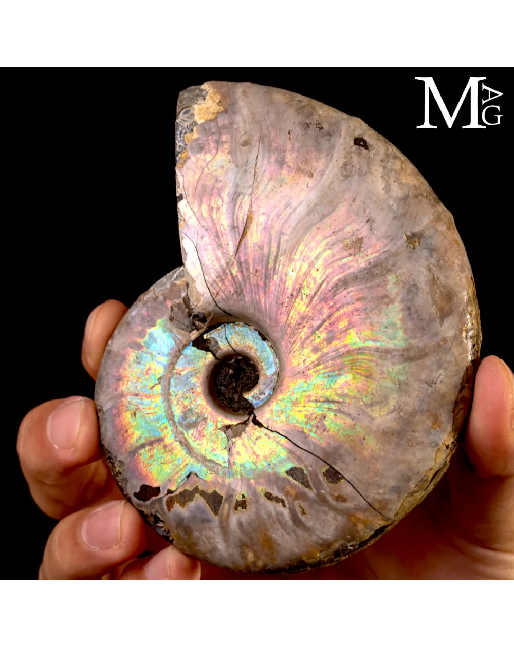 Ammonite Cleoniceras con iridescenza Arcobaleno – Madagascar