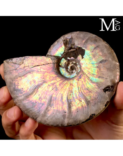 Ammonite Cleoniceras con iridescenza Arcobaleno – Madagascar