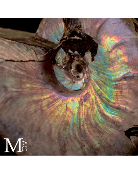 Ammonite Cleoniceras con iridescenza Arcobaleno – Madagascar