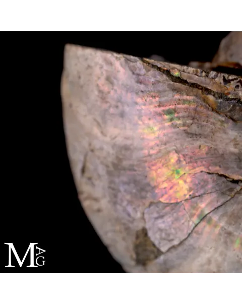 Ammonite Cleoniceras con iridescenza Arcobaleno – Madagascar