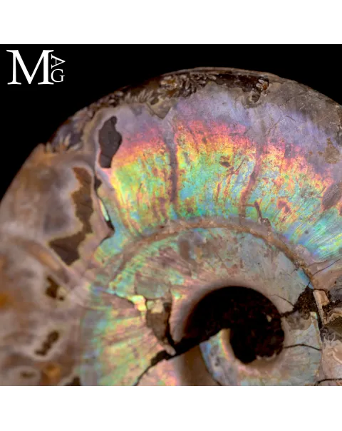 Ammonite Cleoniceras con iridescenza Arcobaleno – Madagascar
