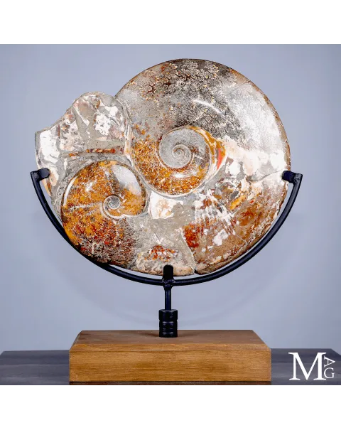 Ammonite fossile Cleoniceras - Grande esemplare su base girevole.