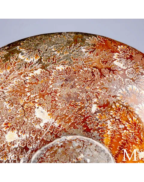Ammonite fossile Cleoniceras - Grande esemplare su base girevole.