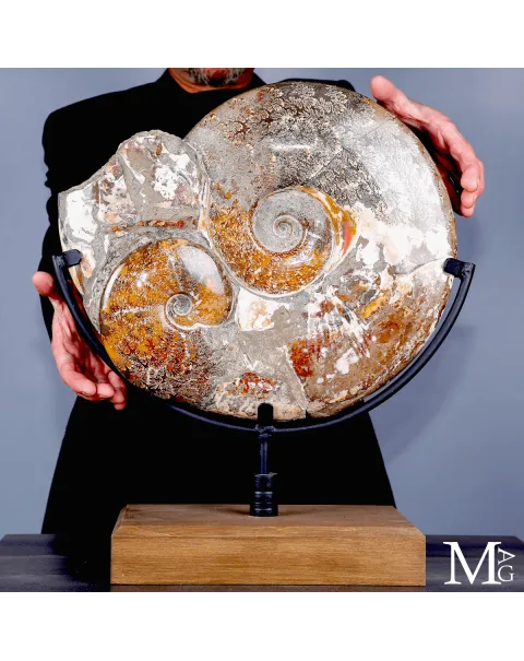 Ammonite fossile Cleoniceras - Grande esemplare su base girevole.