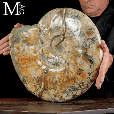 Grande Ammonite Cleoniceras del Madagascar – Alb...