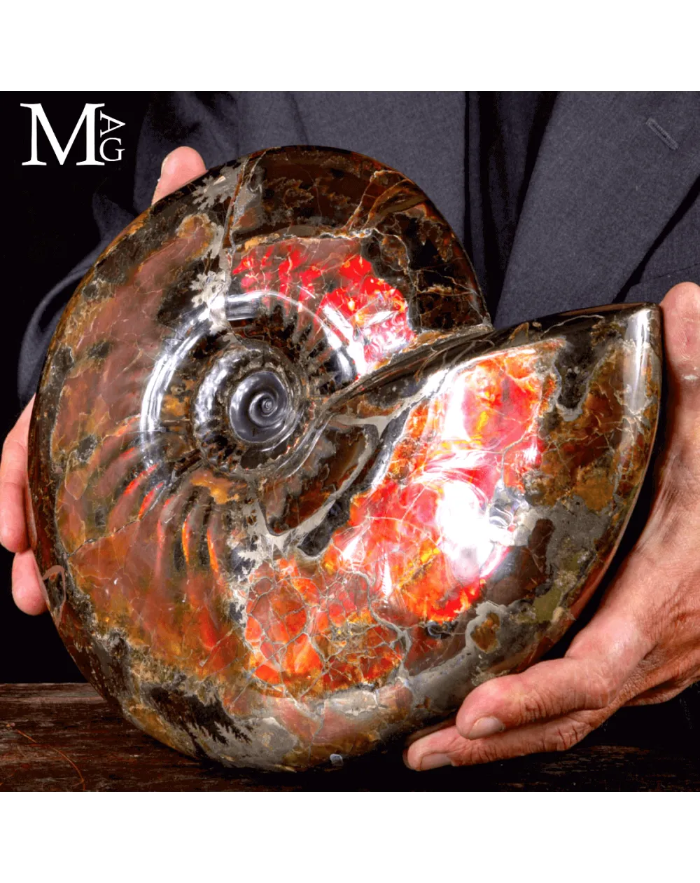 Craspedodiscus Discofalcatus – L’ammonite dalle luci rosse dell’Artico.