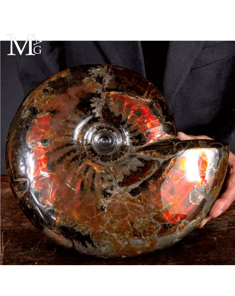 Craspedodiscus Discofalcatus – L’ammonite dalle luci rosse dell’Artico.