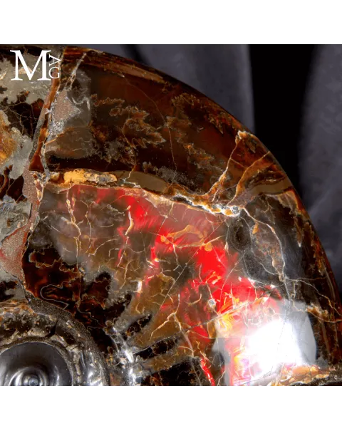 Craspedodiscus Discofalcatus – L’ammonite dalle luci rosse dell’Artico.