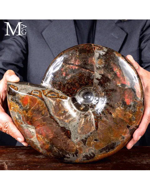Craspedodiscus Discofalcatus – L’ammonite dalle luci rosse dell’Artico.