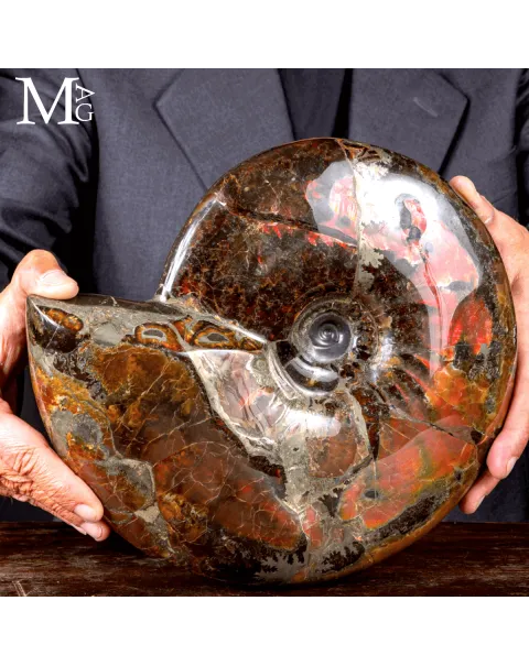 Craspedodiscus Discofalcatus – L’ammonite dalle luci rosse dell’Artico.
