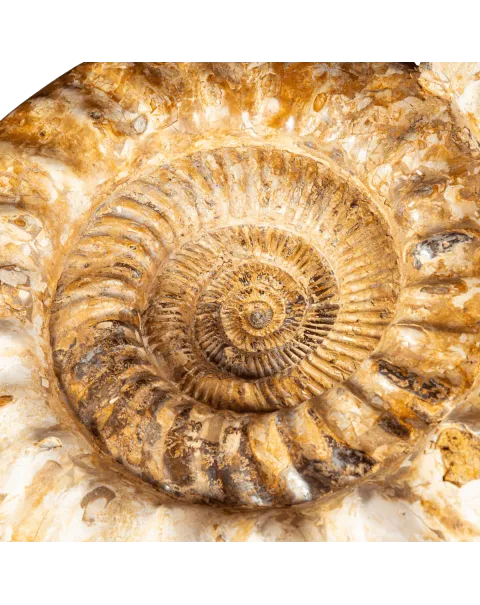 Douvilleiceras – Ammonite fossile del Cretaceo.