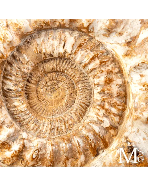 Douvilleiceras – Ammonite fossile del Cretaceo.