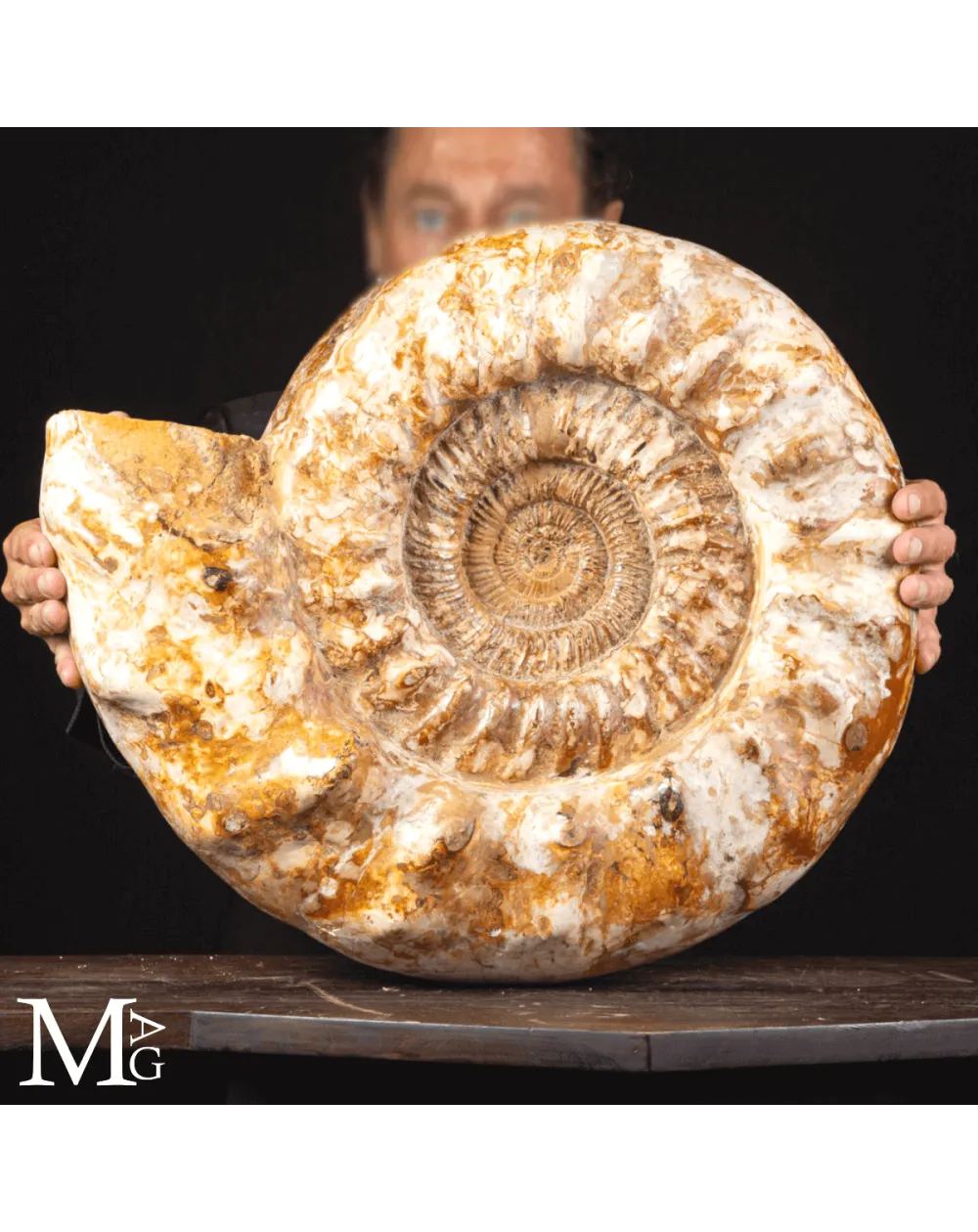 Douvilleiceras – Ammonite fossile del Cretaceo.