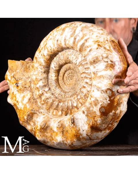 Douvilleiceras – Ammonite fossile del Cretaceo.