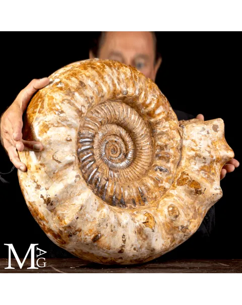 Douvilleiceras – Ammonite fossile del Cretaceo.
