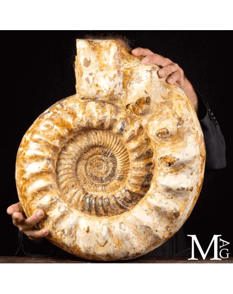 Douvilleiceras – Ammonite fossile del Cretaceo.