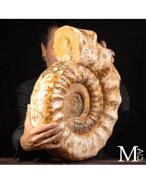 Douvilleiceras – Ammonite fossile del Cretaceo.