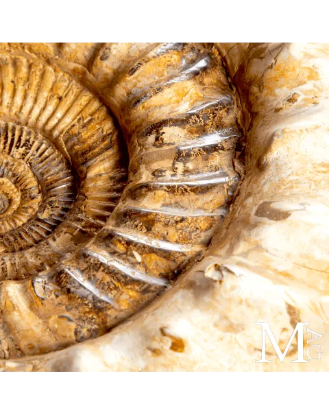 Douvilleiceras – Ammonite fossile del Cretaceo.