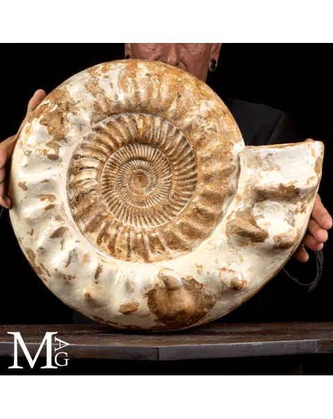 Douvilleiceras Ammonite Fossil – Madagascar.