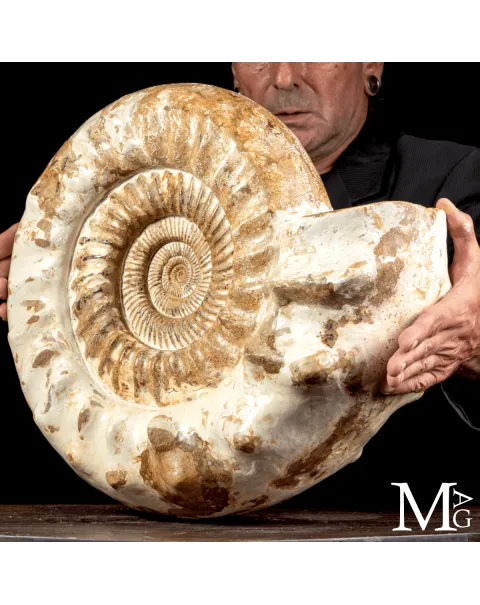 Douvilleiceras Ammonite Fossil – Madagascar.